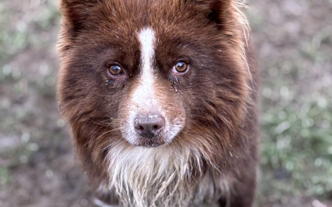 Balto