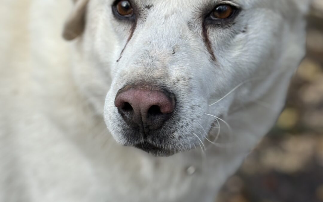 Lollo