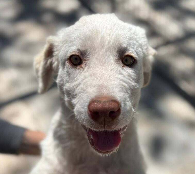 Bella