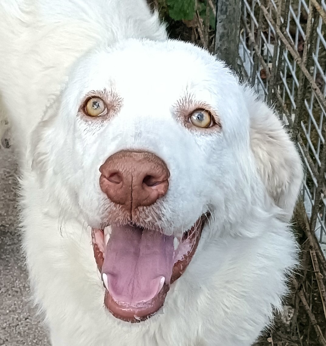 Bella
