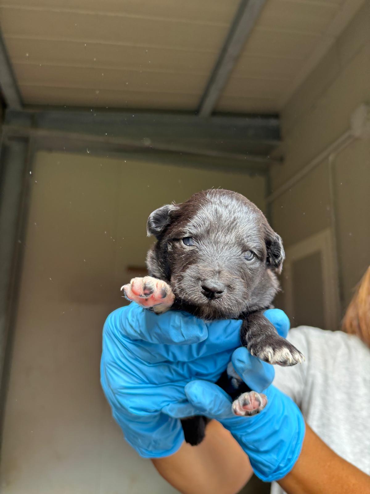 Cucciola femmina – in preaffido